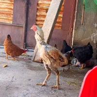 خروس صابونی طوس قلم سبز بامرغ