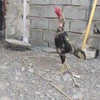 مرغ خروس اوشامو