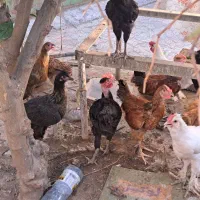 فروش جوجه محلی اصل دیلگونی پاپر
