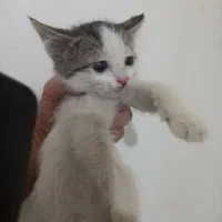 واگذاری چند بچه گربه خونه گی