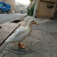 اردک
