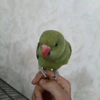 جوجه طوطی ملنگو همراه با قفس