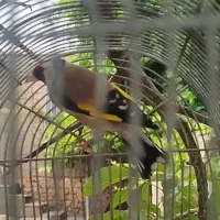 سهره دهن زن تازه صاف