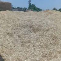 سلام فروش کاه در ملاثانی