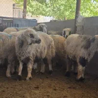 میش اصیل ترکی