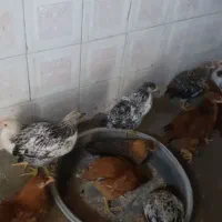 ۱۲ تا جوجه پنج ماهه دونه ای ۵۰۰ هزارتومان