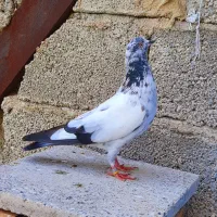 چنتا طوقی