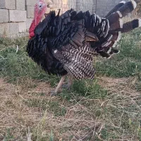 بو قلمون