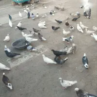 ۷۰ عدد کبوتر