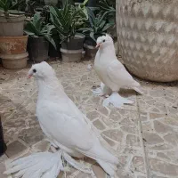 کبوتر راعبی کربلائی زینتی اصل