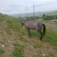 انگوت|اسب و تجهیزات اسب‌سواری|انگوت, |دیوار