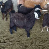 کهره سبک