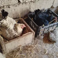 مرغ با جوجه