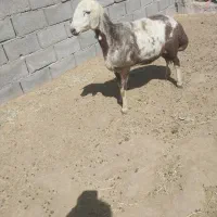 کاورافشارپلنگی