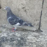 پلاکی
