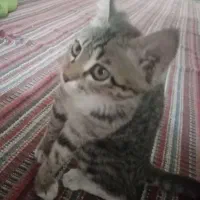 واگذاری پیشی دختر