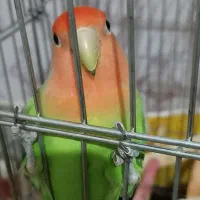 کوتوله برزیلی