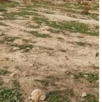 فروش زمین در ویس