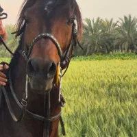 اسب نریون رهوار
