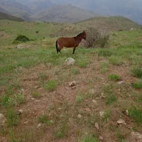 قاطر جوان خوب