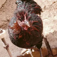 ۴ عدد خروس ۵ ماهه