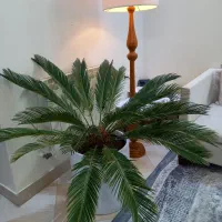 سیکاس