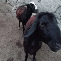 قوچ  قره