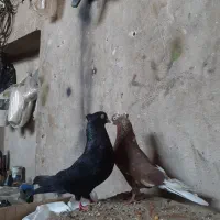 ابادانی طوقی پاکستانی