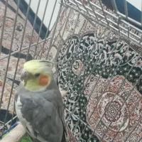 عروس هلندی بالغ نر