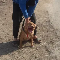 توله پیتبول اصیل