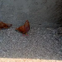 کبوتر درجایی فروش فوری