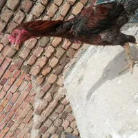لاری و نیمچه