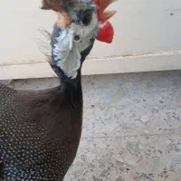 مرغ شاخدار