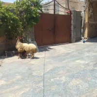 گوسفند وبره