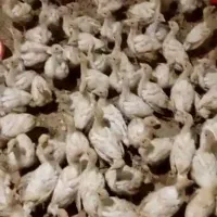 تولید جوجه بوقلمون بیوتی و برنزه ۶۰روزه خرم آباد