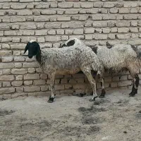 میش|حیوانات مزرعه|جهرم, |دیوار