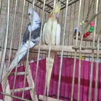 عروس هلندی
