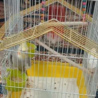 عروس هلندی