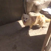 پامر اشپیتز ماده