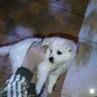 توله سگ شیتزو چهارماهه