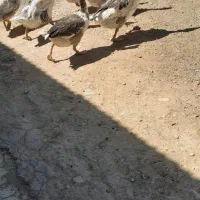 اهواز حمیدیه