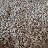 سیر سفید|خوردنی و آشامیدنی|نورآباد, |دیوار