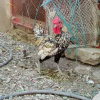 خروس فروشی