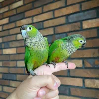 گرینچیک بلک کپ (بلک کاپ)