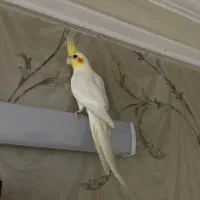 عروس هلندی سخنگو‌