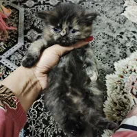 پرشین نر و ماده