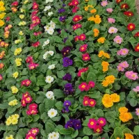 علف زنی حیاط های ویلایی و محوطه و باغچه