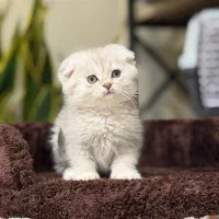 مینی اسکاتیش