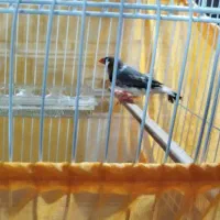 یک جفت فنچ کینگ بدون قفس.|پرنده|قزوین, |دیوار