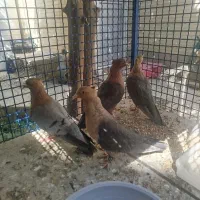 کفتر نقش آرشینگل